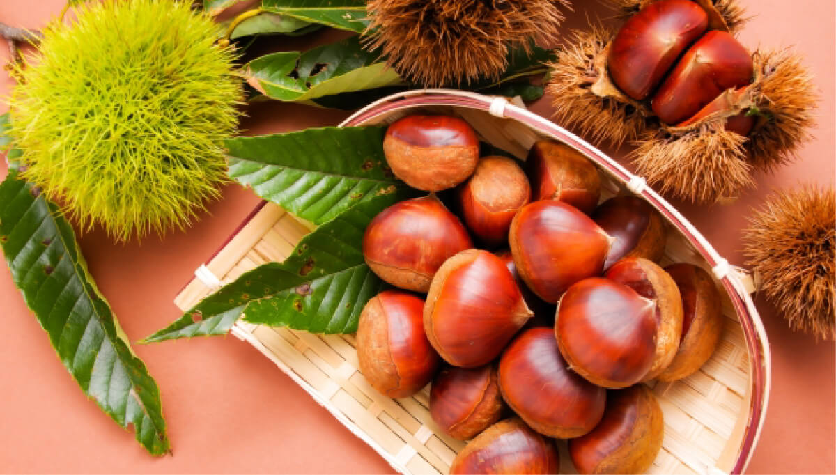 実りの秋を楽しむ♪大人女子のごほうび旅