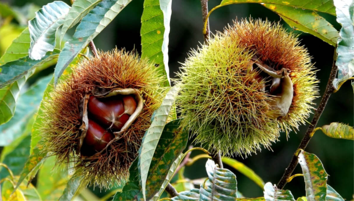 笠間クラインガルデンの栗拾い